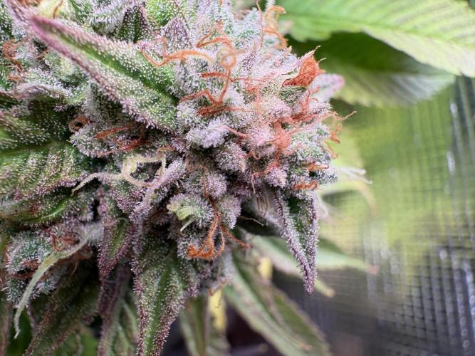 Brake Dust Dreams, Break Pad Breath Grow. Week 12