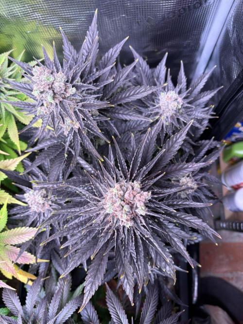 Grape Diamonds x Grandpas Cookies #6. Week 12