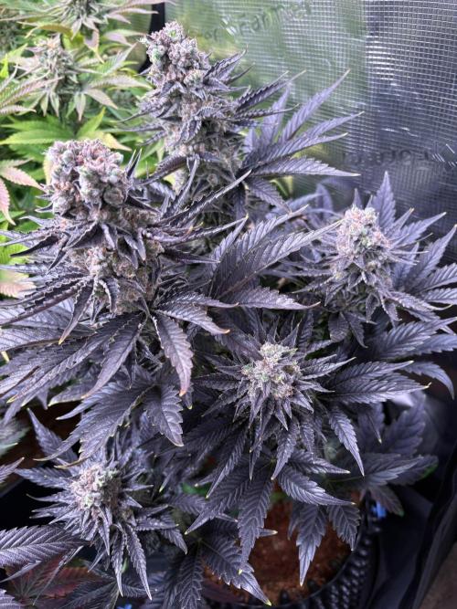 Grape Diamonds x Grandpas Cookies #6. Week 12