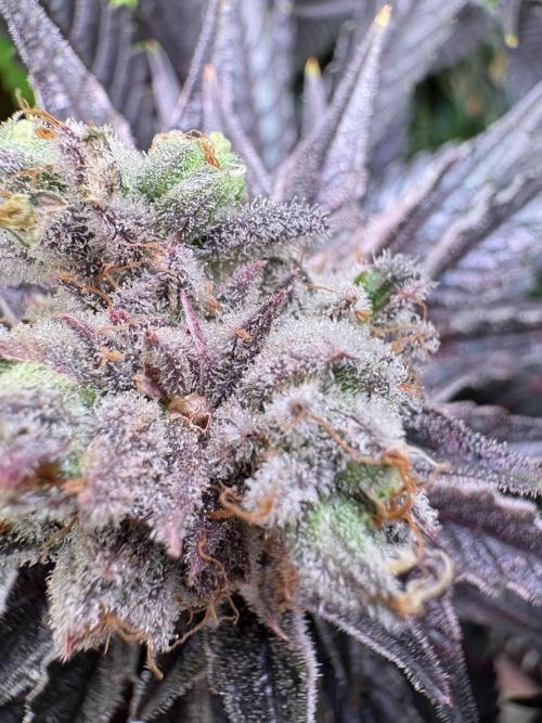 Grape Diamonds x Grandpas Cookies #6. Week 12