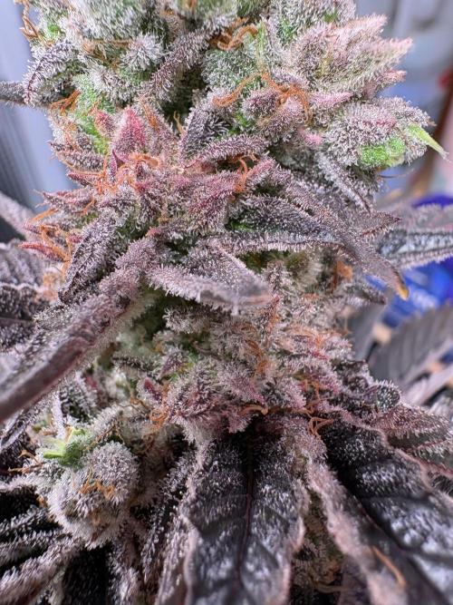 Grape Diamonds x Grandpas Cookies #6. Week 12