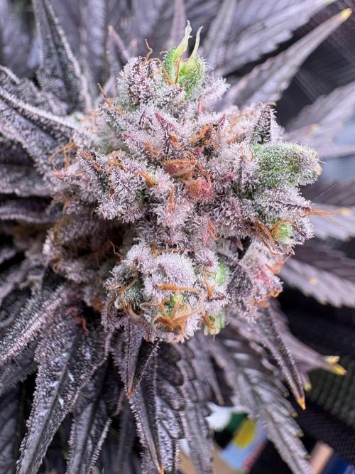 Grape Diamonds x Grandpas Cookies #6. Week 12