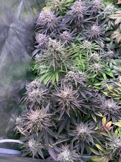 Masterpiece from Start to Harvest. Week 12