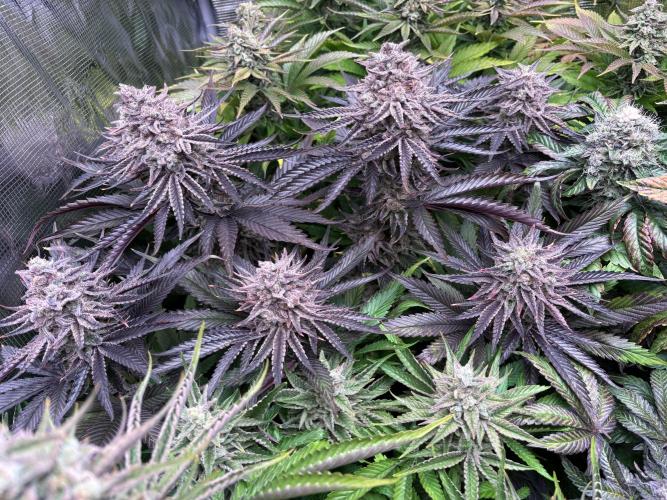 Masterpiece from Start to Harvest. Week 12