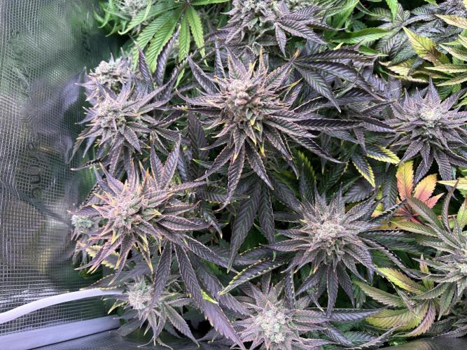 Masterpiece from Start to Harvest. Week 12