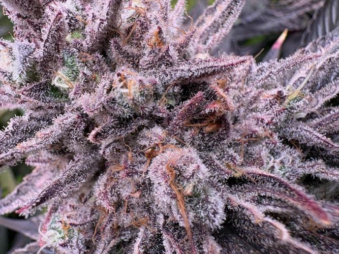 Masterpiece from Start to Harvest. Week 12