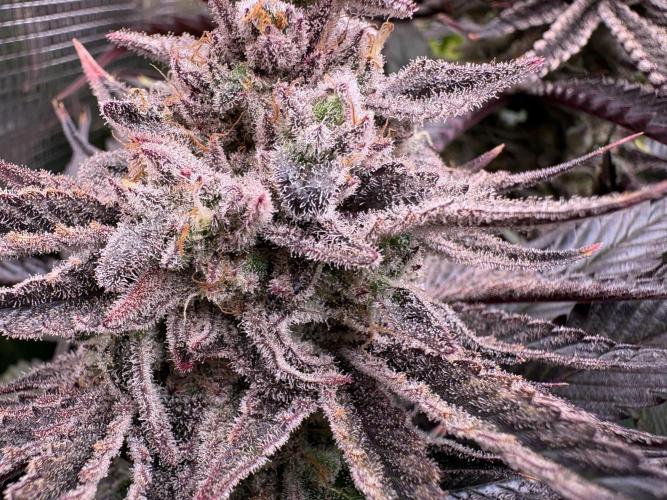 Masterpiece from Start to Harvest. Week 12