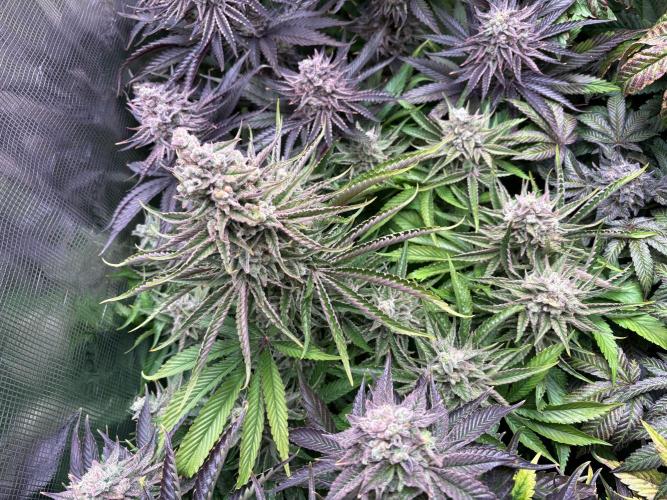 Masterpiece from Start to Harvest. Week 12