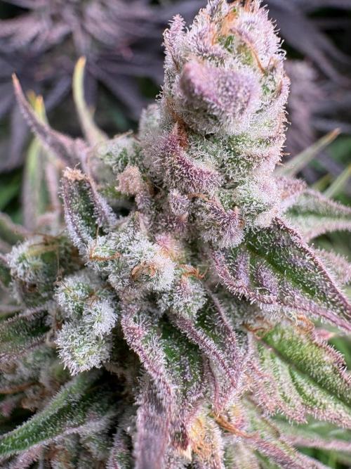 Masterpiece from Start to Harvest. Week 12