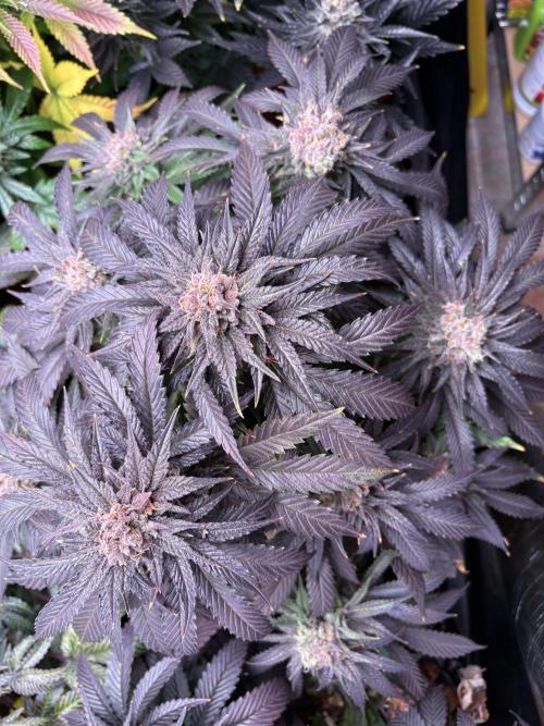 Lemon Cherry Royale – Grow Log. Week 12