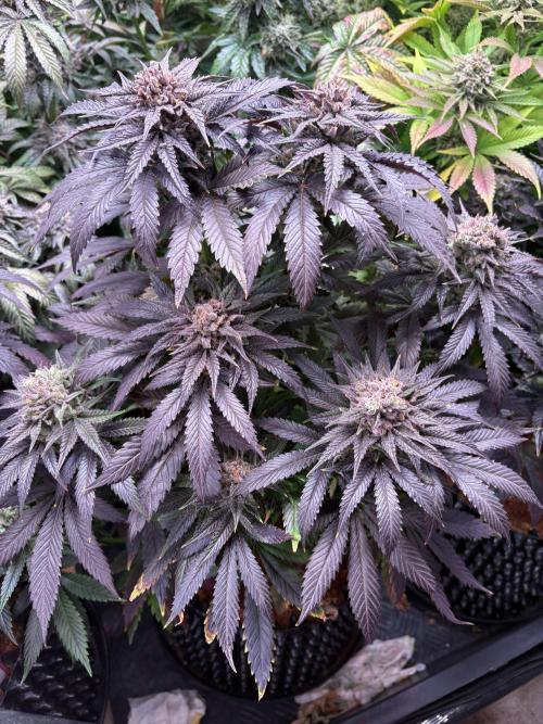 Lemon Cherry Royale – Grow Log. Week 12