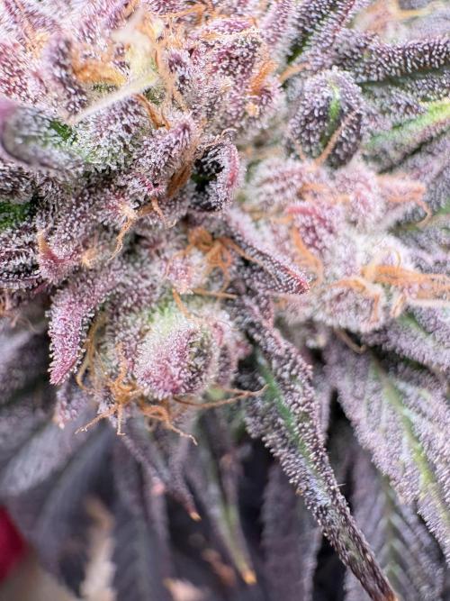 Lemon Cherry Royale – Grow Log. Week 12