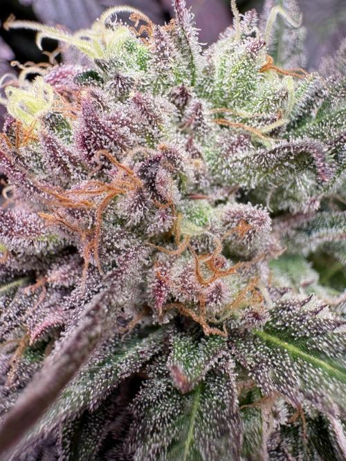 Lemon Cherry Royale – Grow Log. Week 12