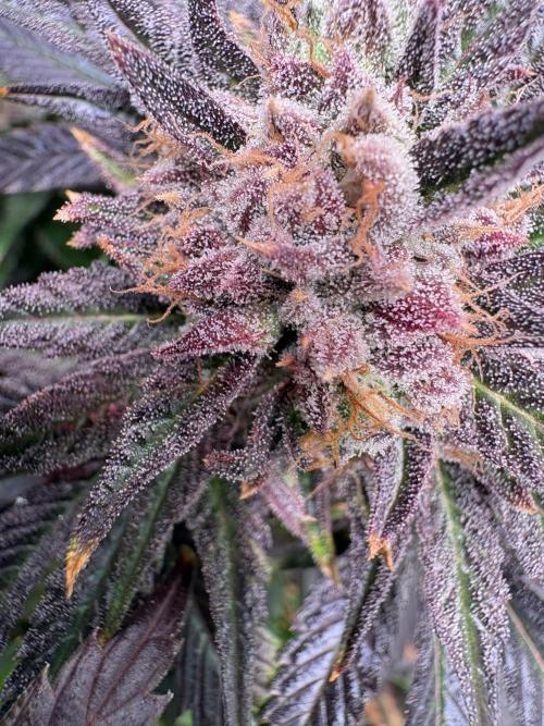 Lemon Cherry Royale – Grow Log. Week 12