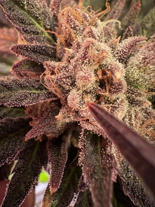 Lemon Cherry Royale – Grow Log. Week 12