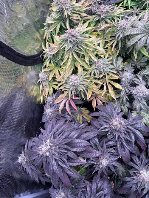 London Mint Cycle. Week 12