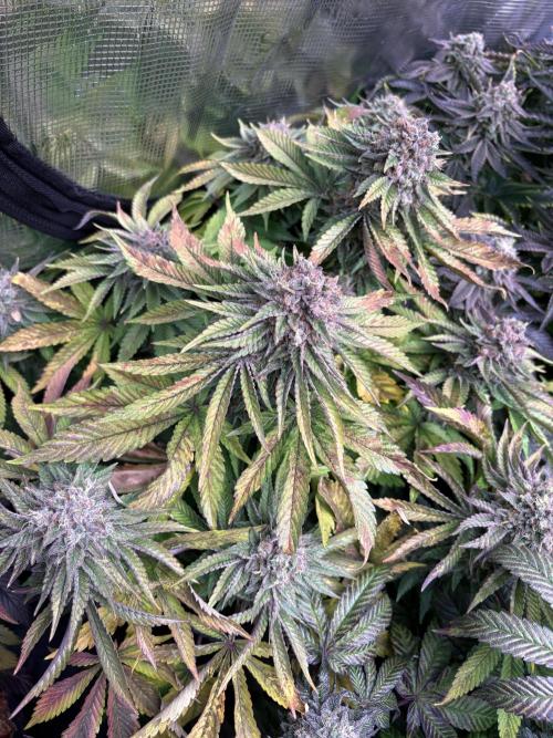 London Mint Cycle. Week 12