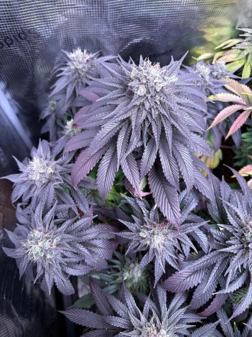 London Mint Cycle. Week 12