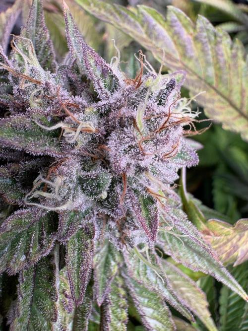 London Mint Cycle. Week 12