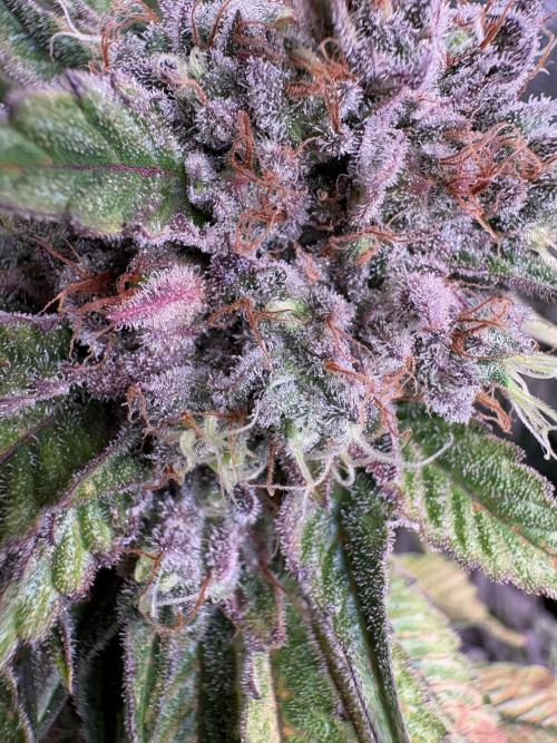 London Mint Cycle. Week 12