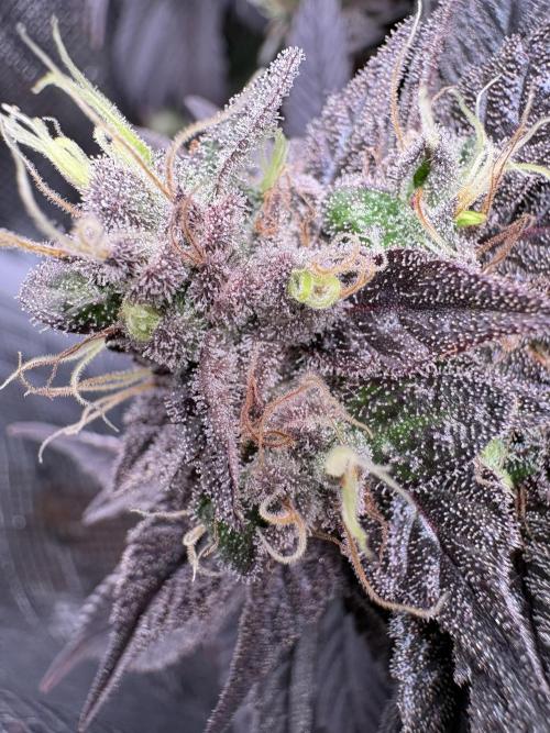 London Mint Cycle. Week 12