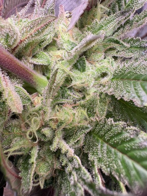 London Mint Cycle. Week 12