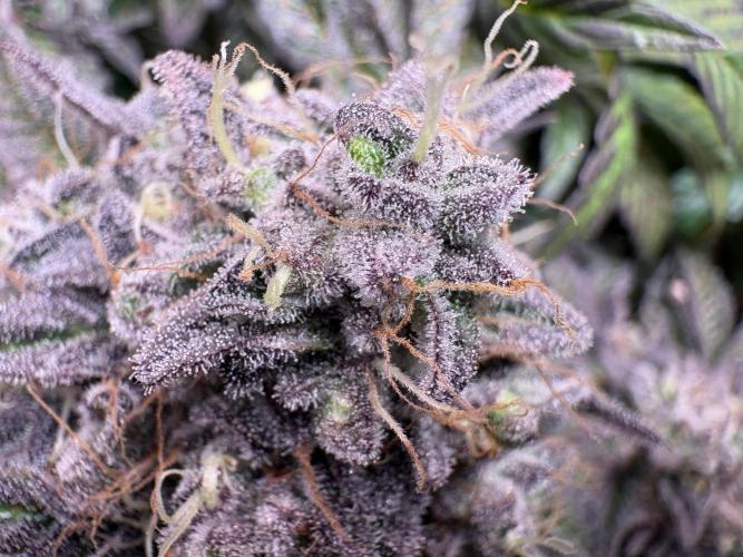Milk & Terps – Coco Milk Diary. Week 12
