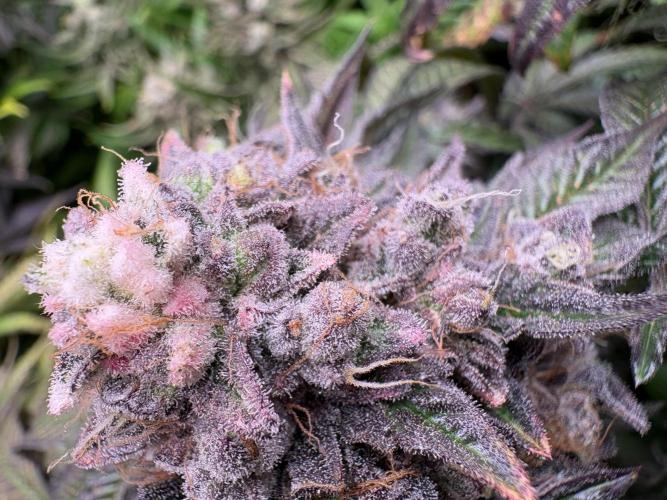 Milk & Terps – Coco Milk Diary. Week 12