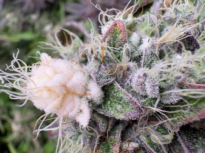 Milk & Terps – Coco Milk Diary. Week 12