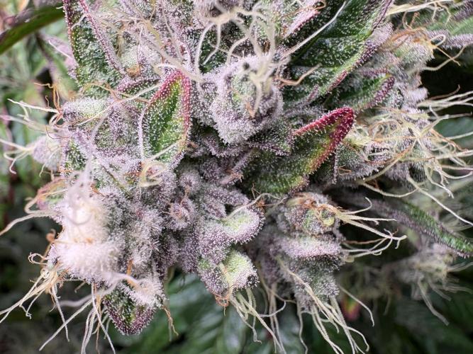 Milk & Terps – Coco Milk Diary. Week 12