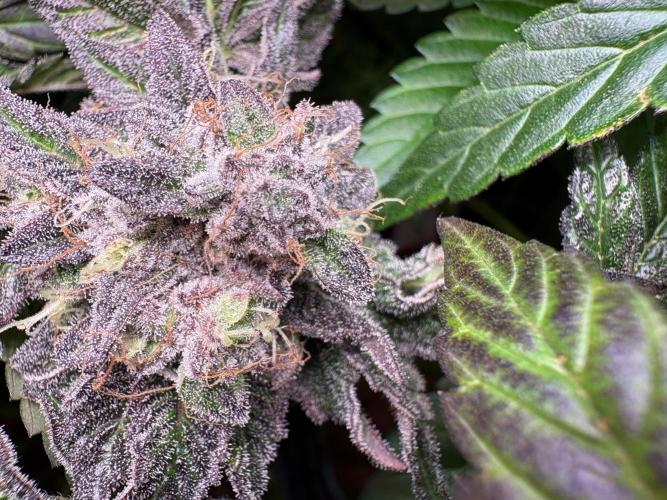 Milk & Terps – Coco Milk Diary. Week 12