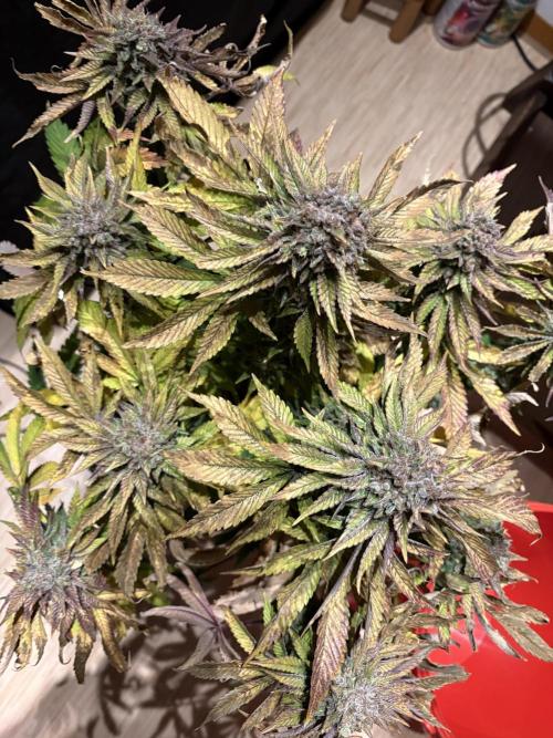London Mint Cycle. Week 13