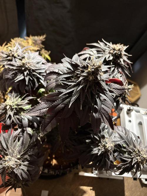 London Mint Cycle. Week 13