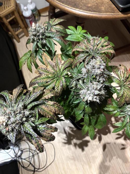 Milk & Terps – Coco Milk Diary. Week 13