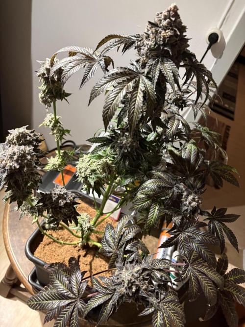 Milk & Terps – Coco Milk Diary. Week 13