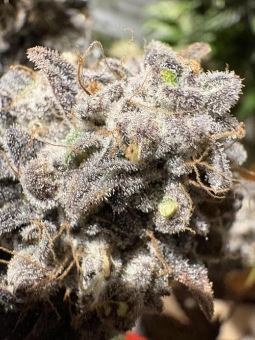 Milk & Terps – Coco Milk Diary. Week 13