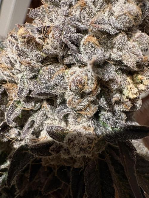 Milk & Terps – Coco Milk Diary. Week 13