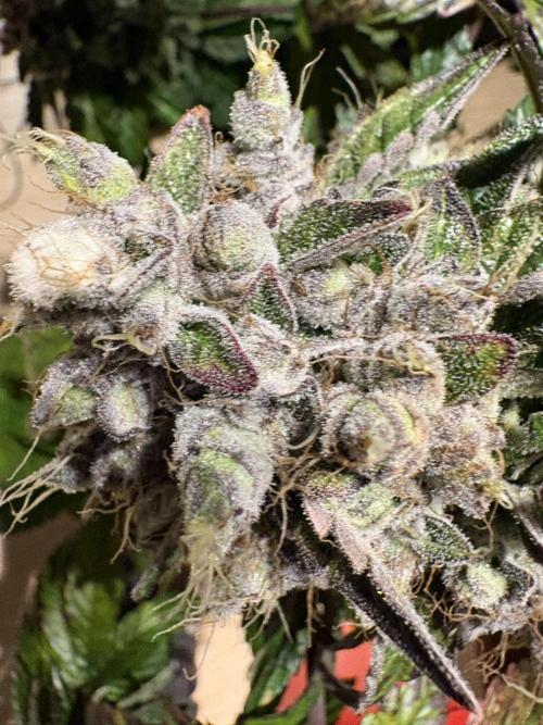 Milk & Terps – Coco Milk Diary. Week 13