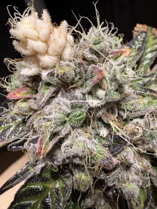 Milk & Terps – Coco Milk Diary. Week 13