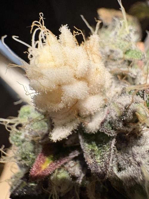 Milk & Terps – Coco Milk Diary. Week 13