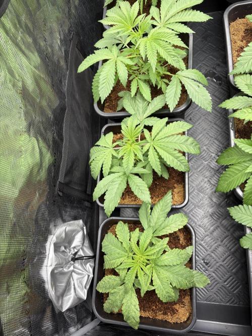 Project Lemon Orange: Zesty & Frosty. Week 3