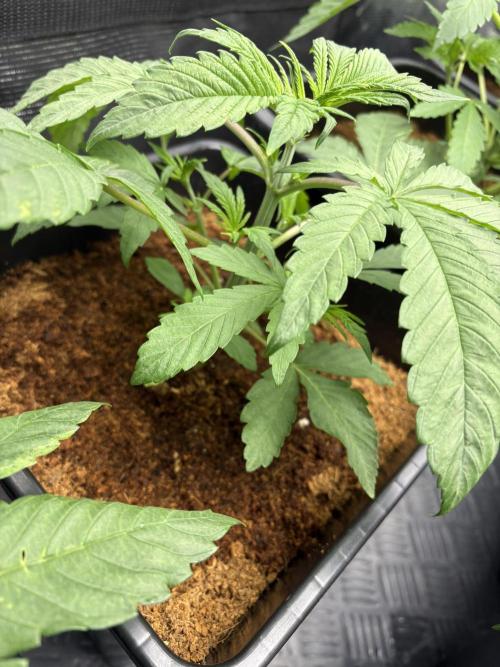 Project Lemon Orange: Zesty & Frosty. Week 3