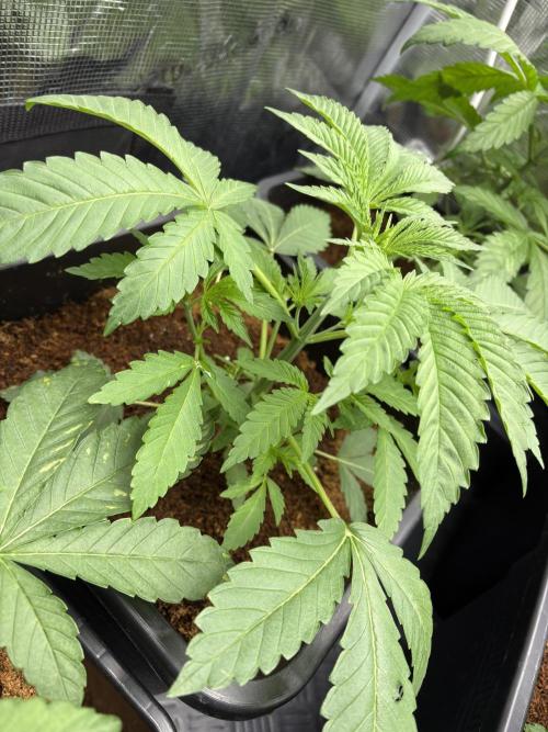 Project Lemon Orange: Zesty & Frosty. Week 3