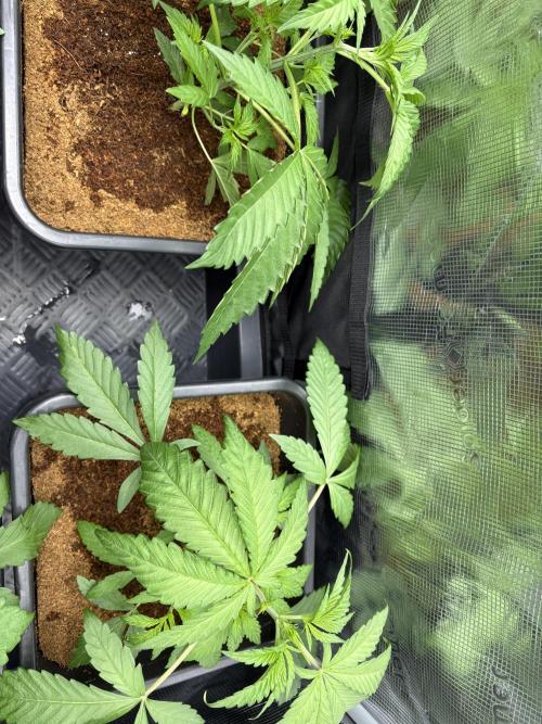 ✨ Strawberry Skilla – Terp Explosion. Week 3