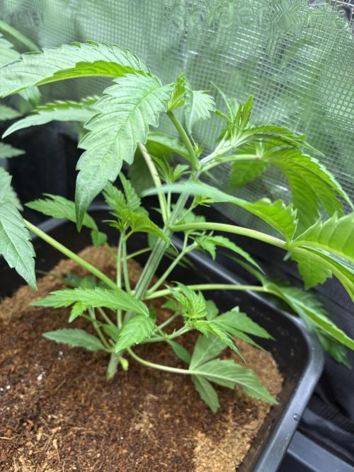✨ Strawberry Skilla – Terp Explosion. Week 3