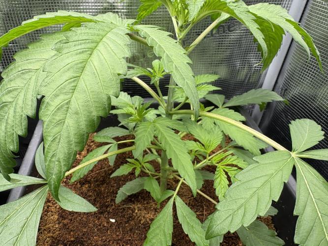 ✨ Strawberry Skilla – Terp Explosion. Week 3