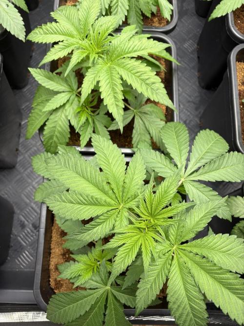 🍊 Mimozz – Glazed in Terps. Week 3