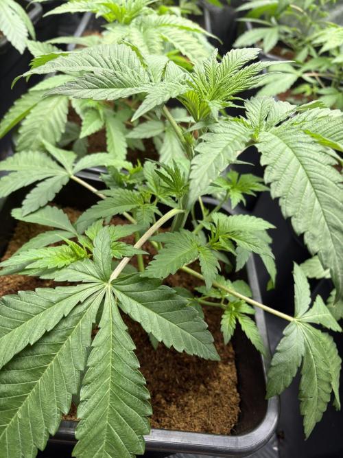 🍊 Mimozz – Glazed in Terps. Week 3