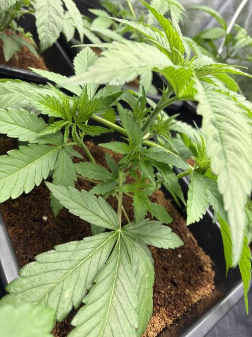 🍊 Mimozz – Glazed in Terps. Week 3