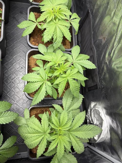 The Permanent Run. Week 3